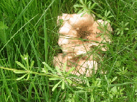Toadstool 'blossom'