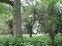 Holly tree behind an Oak tree