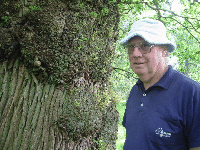 Oak tree showing a lot of new growth on the trunk