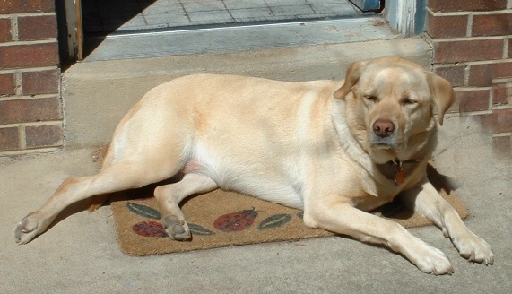 Pepper is Now 4 1/2 yrs Old