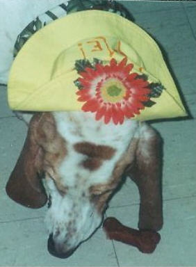 Brie shows us her new "Pet Me" hat