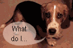 Check out Guardian Angel Basset Rescue