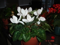 Earth Stewards: Cyclamen, propagating the plants of this Earth, Copyright: Milson Macleod 2006