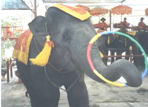 Boonlod loves to play with the hoop.&nbsp; He is all dressed up in his finest silks...
