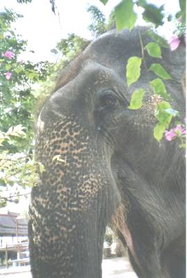 Ramruay's glamour shot... She looks so pretty in the flowers...