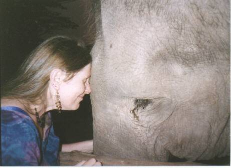 This is Sopah, my best lady elephant friend.&nbsp; I've known her through two babies...