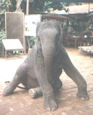 Nam Chok likes to play with tourists.&nbsp; He knows so many things to do that will amazing and entertain you.&nbsp; He is happy to make humans smile and laugh...