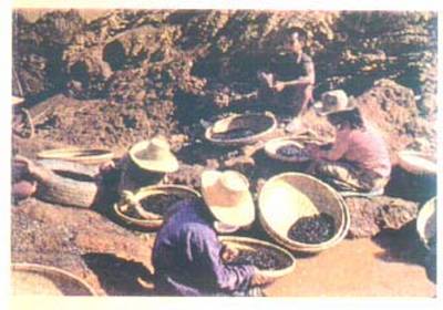 Sifting through rough sapphire crystals