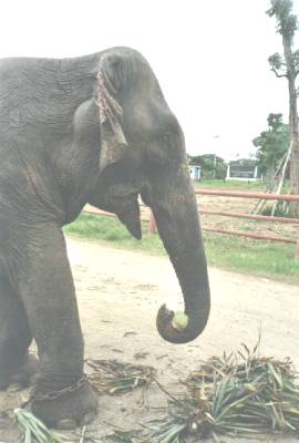 Sopah loves coconuts.&nbsp; She is smiling and happy to eat one with her pineapple leaves...