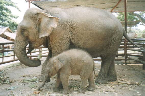 Sopah and her second baby, Pansa.&nbsp; Pansa nursed on my arm and left the biggest hickey ever...