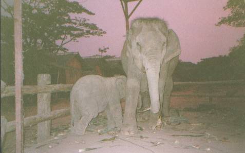 Sopah and her first baby at twilight...