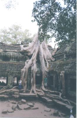 The ancient fig and banyan tree roots have taken over the ancient ruins of TA PROHM, CAMBODIA