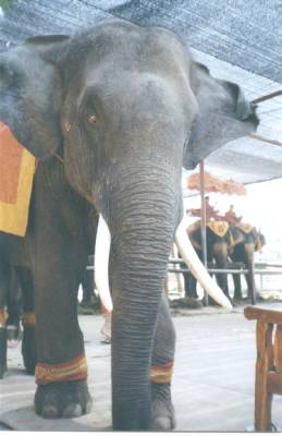 Yod Yim loves to play.&nbsp; His tusks are so perfectly beautiful.&nbsp; He is 9 years old in this photo...