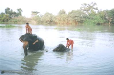 The elephants dunk under the river water and swim.&nbsp; It is so much fun to stay balanced on their large backs...