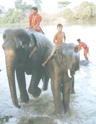 The kids love to take the elephants for their daily river bath...