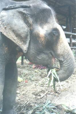 This elephant's markings prove that he is a descendent of the royal white elephants from ancient days long ago...