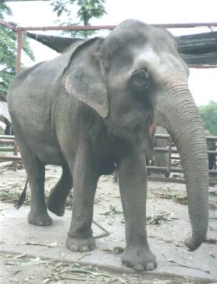 The elephants at Ban Chang Paniet walk around the camp freely.&nbsp; They are so happy and so lucky to live there like their ancient ancestors...