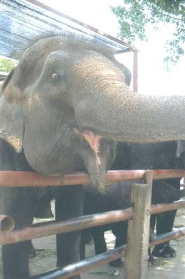 This mama elephant was so happy to see us.&nbsp; We fed her a lot of sugar cane...