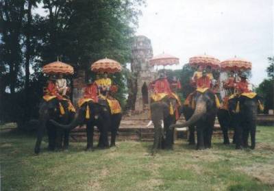 Royal Elephants in the ruins