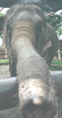 The tip of the elephant's trunk is the most sensitive part of all mammals...