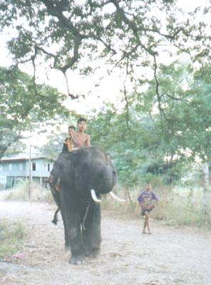 The kids like to hop on the elephants and walk around the camp.&nbsp; What a dream job for young boys...