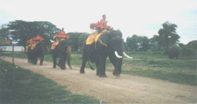 Plaiwong leads the herd back to the camp from giving rides to tourists at the royal grand palace in Ayutthaya...
