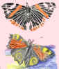 Butterfly by Ilusha S