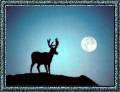 Moose