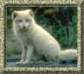 White Fox