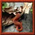 Red Lizard