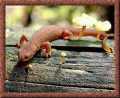 Lizard