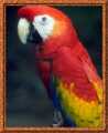 Parrot