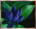 Budding