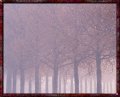 Fall Mist