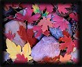 Fall Leaves