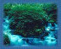 Rainforest