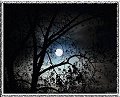 Moon and Branches