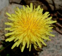 Dandelion