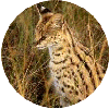 click for Cat globe
