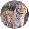 click for Tiger globe