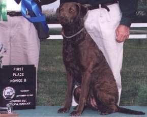 Ch. Eastern Waters' Summer Breeze, CD,RN,WD in obedience