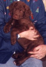Ch. Eastern Waters' Chasin' A Dream as a pup