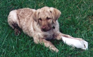 picture of Eastern Waters' Hillcrst Sea-Z, CD,RN,OA,OAJ as a puppy