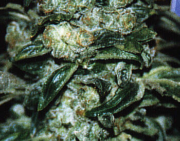 THAI MIST 
