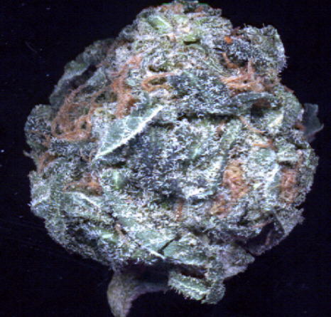 BLUEBERRY