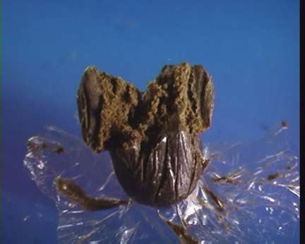 Nepalese Charras N#1