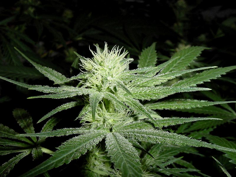 WHITE WIDOW