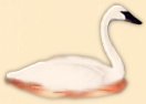 SWAN 1