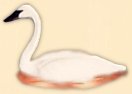 SWAN 2