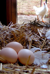 eggschicken.jpg